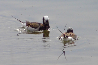 Eisenten