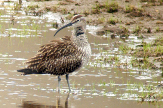 Regenbrachvogel