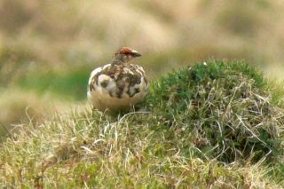 Alpenschneehuhn duckt sich kurz