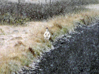 Schneehuhn im Schneesturm