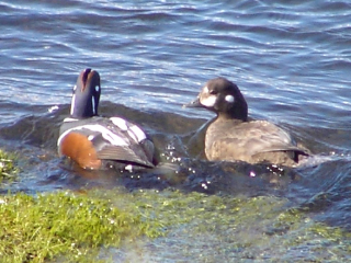 Kragenenten