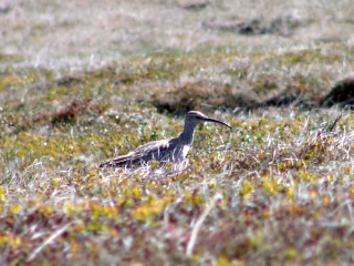 Regenbrachvogel