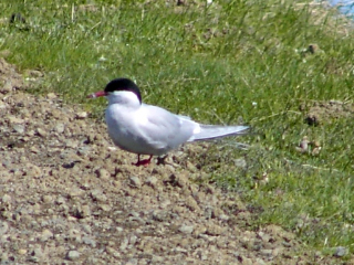 Küstenseeschwalbe