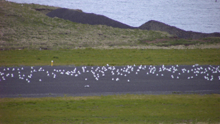 Möwen und Seeschwalben auf dem Rollfeld