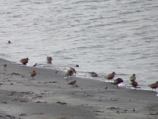 Limicolen am Strand