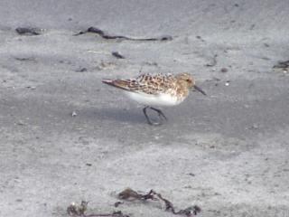 Sanderling