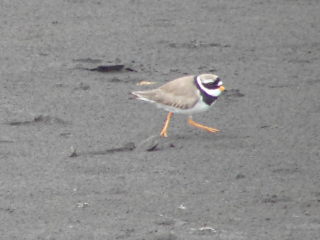 Sandregenpfeifer