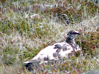 Alpenschneehuhn