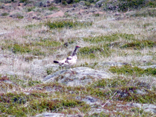 Alpenschneehuhn