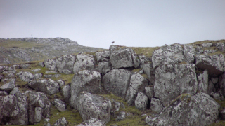 Die Faröer mit Regenbrachvogel