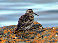 MeerstrandlÄufer