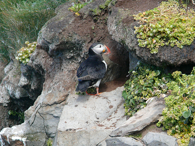 Pappageitaucher vor der Bruthöhle