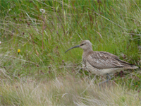 Regenbrachvogel