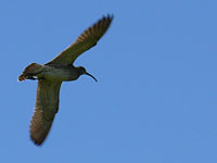 Regenbrachvogel