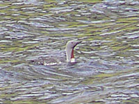 Unser erster Sterntaucher