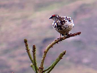 Alpenschneehuhn