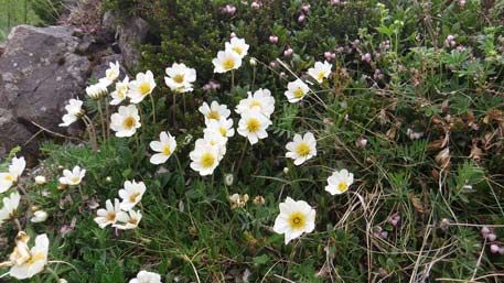 Silberwurz [Dryas octopetala]