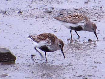 Alpenstrandläufer am Strand