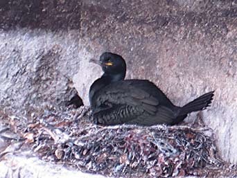 Krähenscharbe auf dem Nest