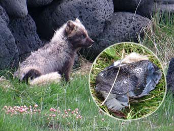 Polarfuchs, rechts im Ausschnitt der Fischkopf auf dem er herumkaute.