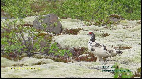 Alpenschnehuhn