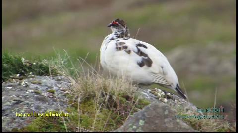 Alpenschneehuhn Hahn