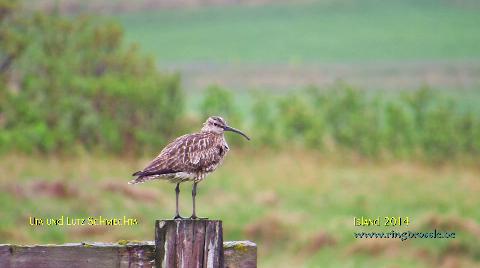 Regenbrachvogel_2