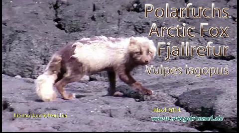 Polarfuchs