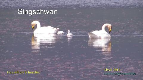 Singschwan