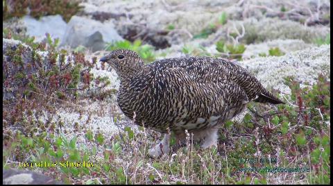 Alpenschneehuhn weibchen