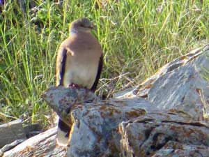 Menataube [Streptopelia orientalis]