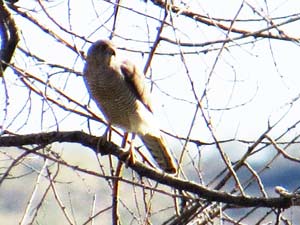 Schikra [Accipiter badius]