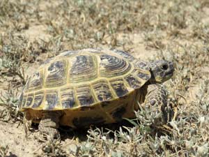 Steppenschildkröte