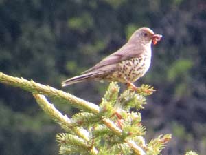 Misteldrossel [Turdus viscivorus]