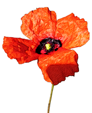 Mohn