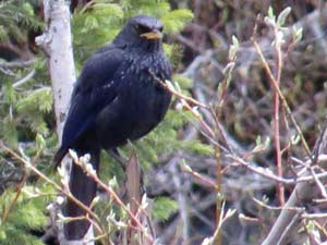 Purpurpfeifdrossel [Myophonus caeruleus]