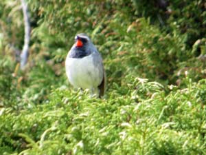 Bergrubinkehlchen [Calliope pectoralis]