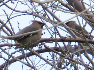 Seidenschwänze [Bombycilla garrulus]