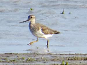 Terekwasserläufer [Xenus cinereus]