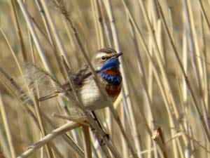 Blaukehlchen [Luscinia svecica]