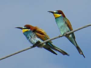 Bienenfresser [Merops apiaster]