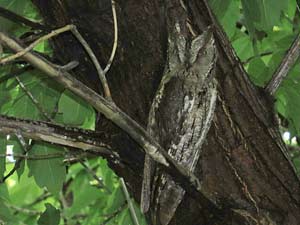 Zwergohreule [Otus scops]