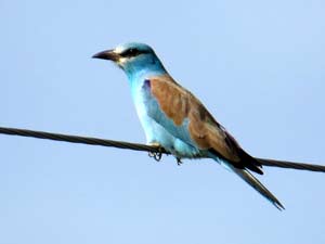 Blauracke [Coracias garrulus]