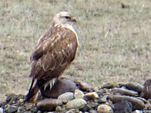 Adlerbussard [Buteo rufinus]