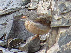 Steinortolan [Emberiza buchanani]