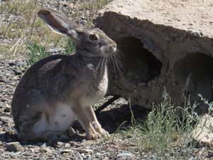 Steppenhase [Lepus tolai]