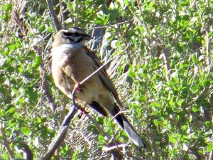 Zippammer [Emberiza cia]