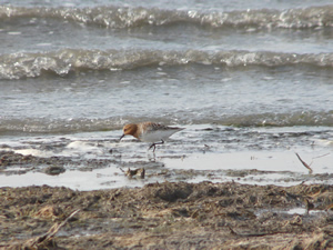 Rotkehlstrandläufer