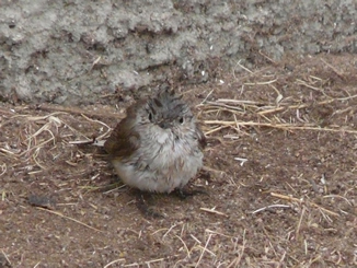 Zwergschnäpper