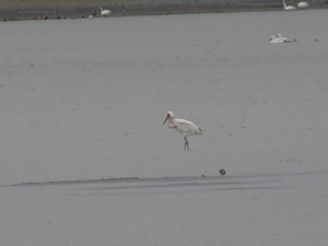 Schneekranich; (Siberian Crane); (Grus leucogeranus)